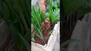 Areca Nut Best Growing Tips  shorts viralvideo arecanut farming [upl. by Aleehs]