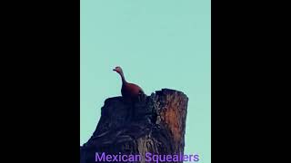 Mexican Squealers Ducks [upl. by Eeryt786]