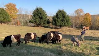 Rotational Grazing Belted Galloway Cattle Haflinger Ponies and a mini donkey part 9 of 12 [upl. by O'Hara]