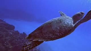 Cozumel 2024  Day 3 Dives [upl. by Dotson298]