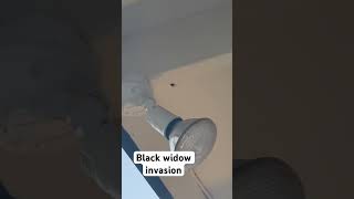 Black widow invasion [upl. by Kippy]