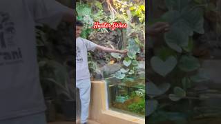 Archer Fish watch this amazing hunter in action archerfish huntingskills [upl. by Ahsino]