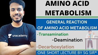 amino acid metabolism biochemistry  general reaction of amino acid metabolism  transamination [upl. by Villiers]