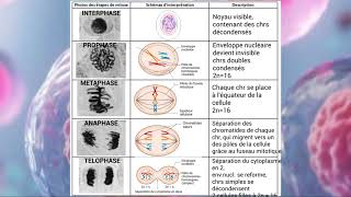 cours interphase et mitose [upl. by Rez]