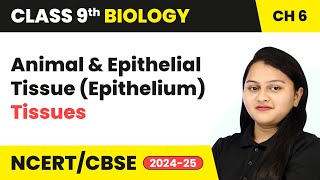 Animal Tissues and Epithelial Tissue Epithelium  Tissues  Class 9 Biology Chapter 6  CBSE 2024 [upl. by Solita]