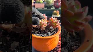 Useful tips for succulents 🪴 suculentas 다육이들 多肉植物 garden Shorts [upl. by Roselane]