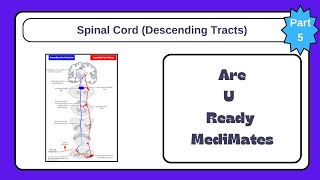 15 Anatomy and Physiology of Spinal Cord Descending Tracts By DrLalita [upl. by Judson]