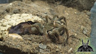 Flawless TARANTULA FEEDING VIDEO none refused food [upl. by Hart]