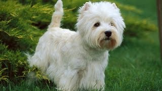 Le Westie ou West Highland White Terrier  Origine personnalité éducation santé et choix du chiot [upl. by Mirielle30]