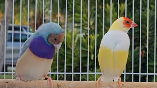 Gouldian Finch Mating Dance [upl. by Hettie]