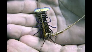 Painted Rock Lobster  Panulirus versicolor [upl. by Ariajay]