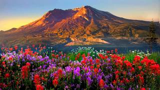 Mountains flowers HD1080p [upl. by Mountfort]