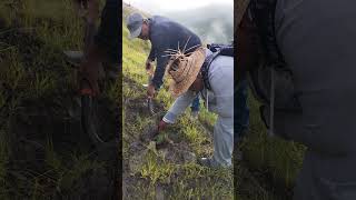 SEMBRANDO VIDA EN LAS MONTAÑAS DE OAXACA sembrando pueblosdeoaxaca arbolitos [upl. by Bullock510]