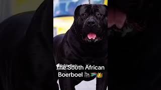 The best dog breed IN THE WORLD👑🏆 boerboel boerboels [upl. by Tilney444]