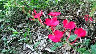 Plumbago indica Rath nitulරත් නිතුල් [upl. by Polik]