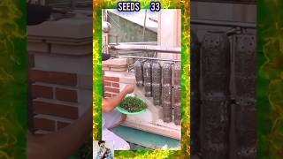 Home garden idea  বাড়ির বাগানের ধারণা  shorts shortvideo new gardening garden seedsplants33 [upl. by Hui]