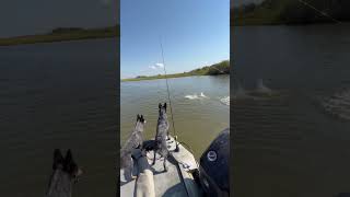 Crank em in fishingvideo fishing fish beachfishing [upl. by Merras]