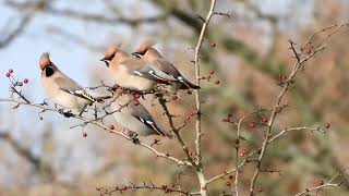 Waxwings on Rodbourogh Common Stroud 2412024 [upl. by Rusell933]