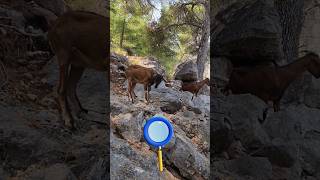 Funny Wild Mallorcan Goat Family cute animals nature travel mountains spain goat funny song [upl. by Lotsyrc]