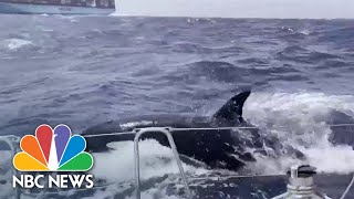 Watch Killer whale attack caught on camera near Morocco [upl. by Naujtna]