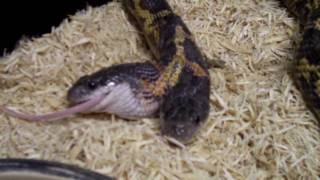 Two Heads Snake eating The Reptile Zoo Amazing [upl. by Allemahs66]