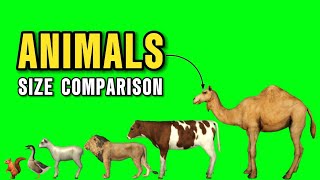 Wild Animals Size Comparison  Animals Animation Part 2 [upl. by Anavoj]