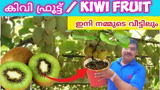 കിവി ഫ്രൂട്ട് വീട്ടിൽ വളർത്താംHow To Grow Kiwi Tree From Seed Malayalam  Kiwi Krishi Malayalam [upl. by Ferrick]