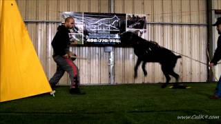 Cane Corso Bite Work  Dog SportIPO  Cali K9® Dog Training  San Jose [upl. by Yngad]