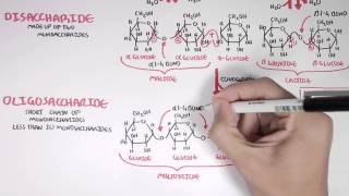 Biochemistry of Carbohydrates [upl. by Utter]