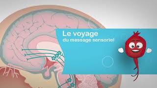 le voyage du message sensoriel [upl. by Nnil]