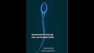 Spermatozoidi [upl. by Bab]