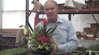 Barry Landaus Tropical Planet  Bromeliad Growing At Rainforest Flora [upl. by Darius971]