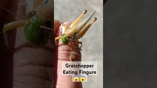 Grasshoppers AttackGrasshopper Eating Fingure InsectsAnimals Wild Life discovery nature [upl. by Adiaroz]