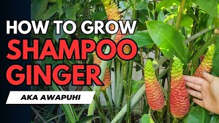 Grow Shampoo Ginger aka Awapuhi with These Expert Tips awapuhi homesteading garden ginger [upl. by Novart]