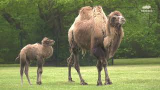 TrampeltierJungtiere erkunden Kamelwiese im Tierpark Berlin  Bactrian camels explore camel meadow [upl. by Eitsim]