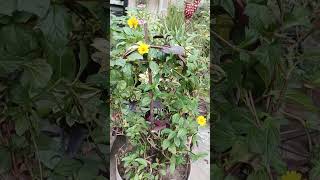 Wedelia🌼 creeping daizy flowering vine flowers ytshorts trending gardening craft viralshort [upl. by Nnaeus189]