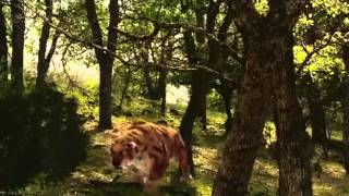 Extinction Smilodon The Saber Toothed Tiger Nature amp Animal Documentary Part 1 [upl. by Eirolav]