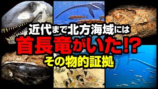 【物的証拠】近代まで北方海域には首長竜がいた！？ [upl. by Ihcehcu]