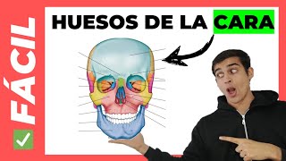 🤯 HUESOS DE LA CARA fácil con MNEMOTECNIA [upl. by Forland]