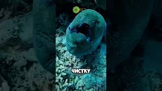 это рыба чистюля 😱🐠 животные милыеживотные [upl. by Manuel]