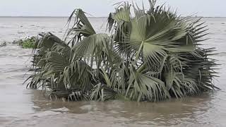 আস্ত তালগাছ গিলে ফেললো পদ্মানদী  River Erosion in Bangladesh [upl. by Wilhide]