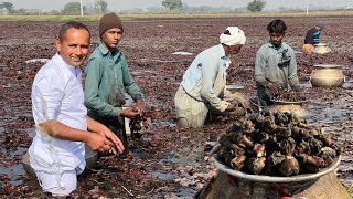 Water Chestnuts Harvesting  Sanghara Recipe  Water Chestnut Cooking Method  Village Food Secrets [upl. by Mokas]