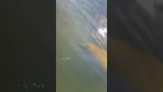 Manatee Tours Miami manatees swimming by SUP board [upl. by Aronaele3]