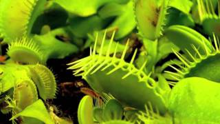 Dionaea Muscipula Catching a spider [upl. by Cran]