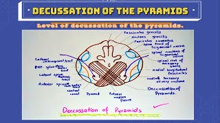 Decussation Of Pyramids In Medulla Oblongata Drawing  How to Draw Pyramids Decussation [upl. by Xonnel699]