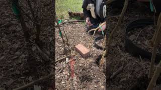 How to Propagate Weeping Mulberry by soil layering gardening garden [upl. by Denice766]