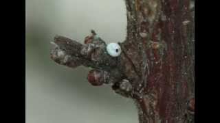 Trichogrammatidae  Trichogramma sp parasitized Thecla betulae egg [upl. by Huckaby]