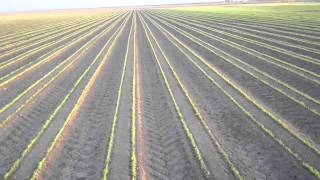 Weed Control in Onions [upl. by Noffets280]