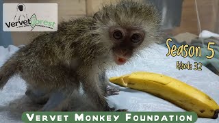 Baby orphan monkey arrives just in time to save his life his called Beau [upl. by Vyner]