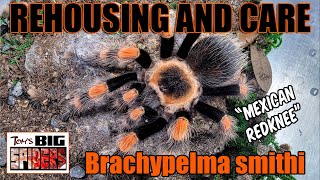 Brachypelma smithi quotMexican Redkneequot Rehouse amp Notes [upl. by Asylem]